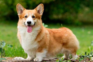 Welsh cuga pembroke - kako skrbeti in krmo? Welsh cuga pembroke - kako skrbeti in krmo?